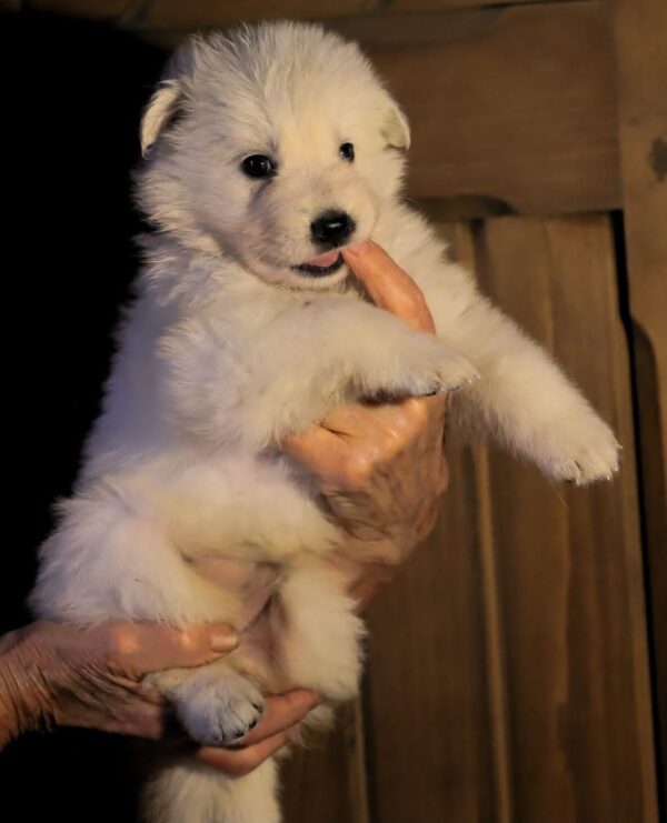 Ms Pink White Swiss Shepherd Ms Pink White Swiss Shepherd