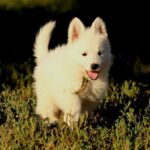 Ms-gold-female-wss-puppy-for-sale- (1)
