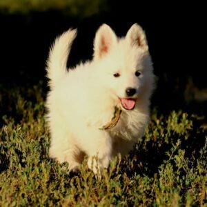 Ms Gold White Swiss Shepherd Ms Gold White Swiss Shepherd