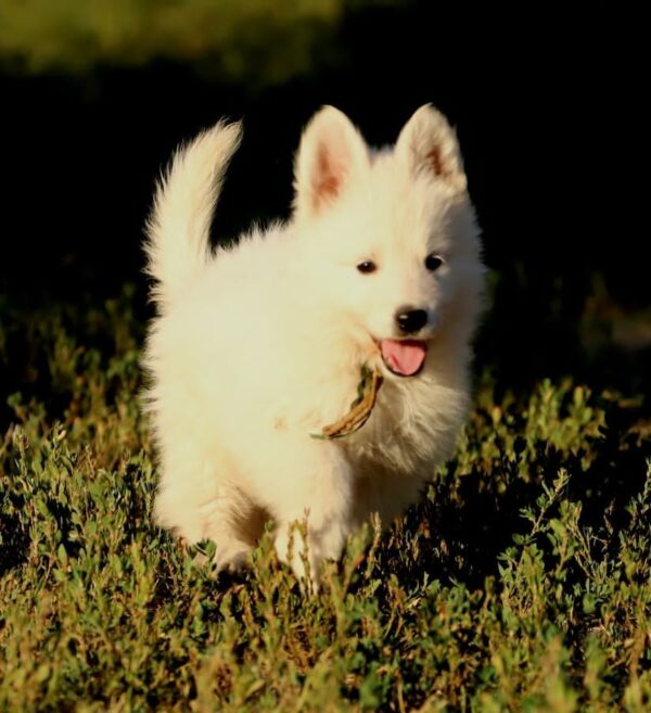 Ms Gold White Swiss Shepherd Ms Gold White Swiss Shepherd