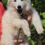 Ms-gold-female-wss-puppy-for-sale- (1)