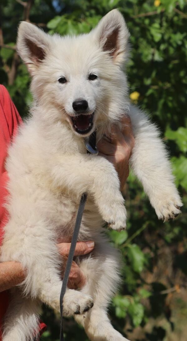 Ms Gold White Swiss Shepherd Ms Gold White Swiss Shepherd