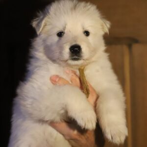 Ms Gold White Swiss Shepherd Ms Gold White Swiss Shepherd