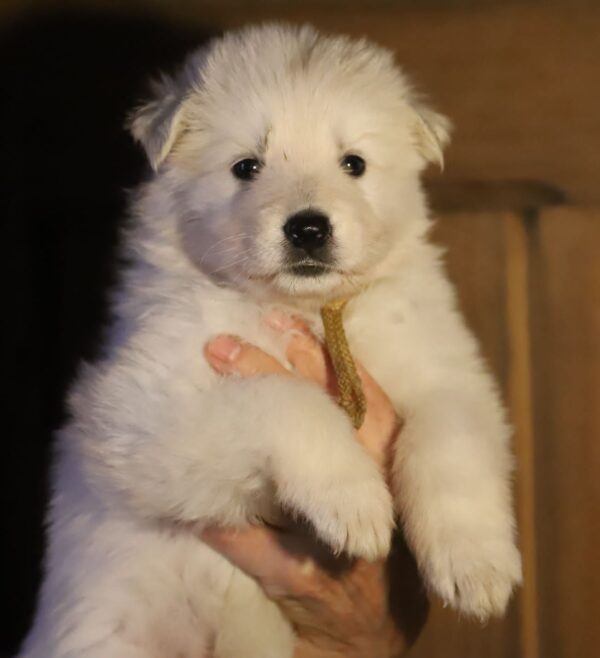 Ms Gold White Swiss Shepherd Ms Gold White Swiss Shepherd
