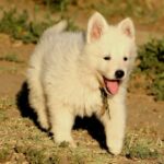 Ms-gold-female-wss-puppy-for-sale- (2)