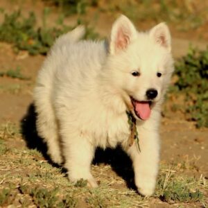 Ms Gold White Swiss Shepherd Ms Gold White Swiss Shepherd