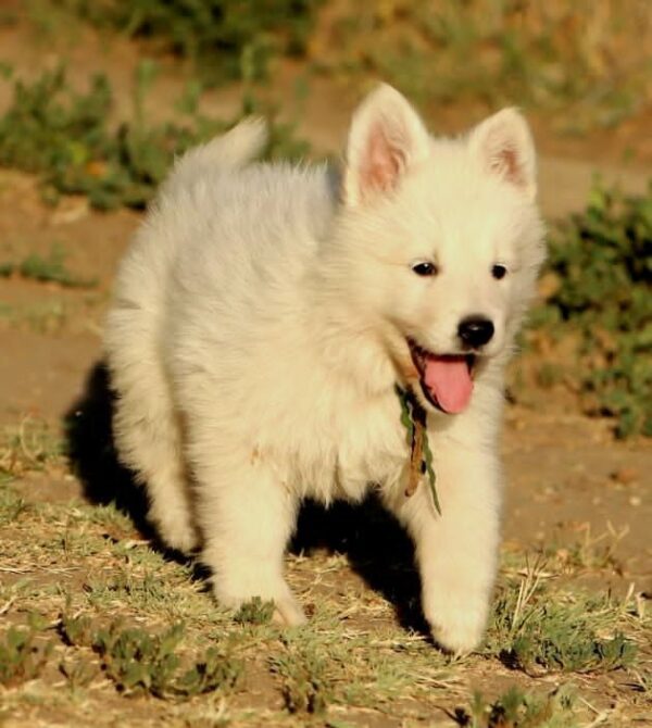 Ms Gold White Swiss Shepherd Ms Gold White Swiss Shepherd