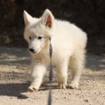 Ms-gold-female-wss-puppy-for-sale- (2)