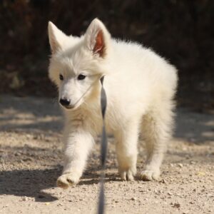 Ms Gold White Swiss Shepherd Ms Gold White Swiss Shepherd