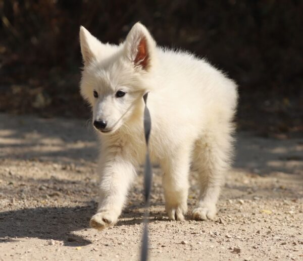 Ms Gold White Swiss Shepherd Ms Gold White Swiss Shepherd