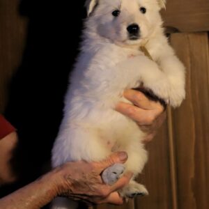 Ms Gold White Swiss Shepherd Ms Gold White Swiss Shepherd