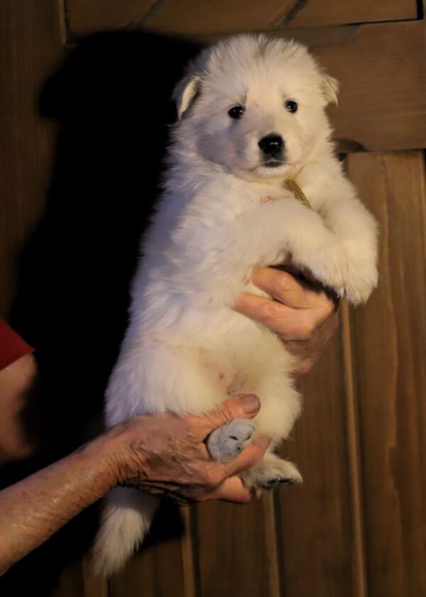 Ms Gold White Swiss Shepherd Ms Gold White Swiss Shepherd