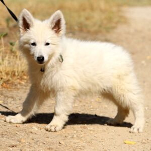 Ms Gold White Swiss Shepherd Ms Gold White Swiss Shepherd