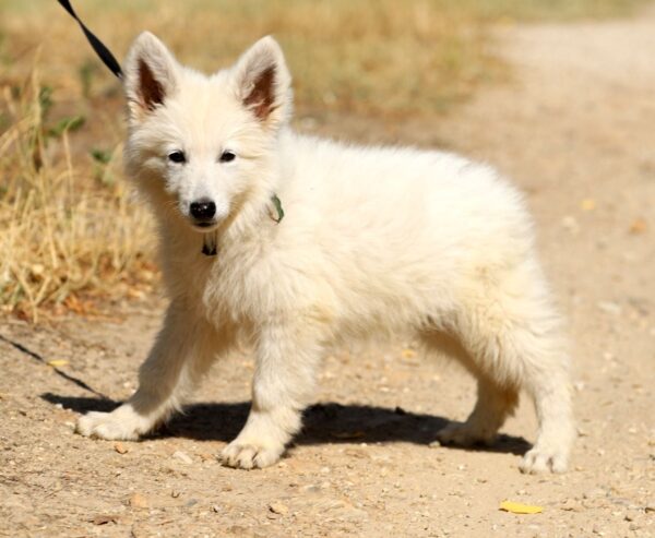 Ms Gold White Swiss Shepherd Ms Gold White Swiss Shepherd
