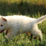 Ms-gold-female-wss-puppy-for-sale- (3)