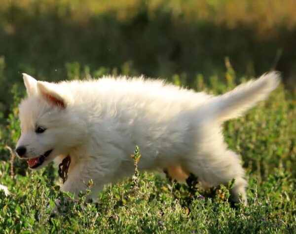 Ms Gold White Swiss Shepherd Ms Gold White Swiss Shepherd