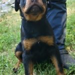 Mystique-female-Rottweiler-puppy-for-sale-1