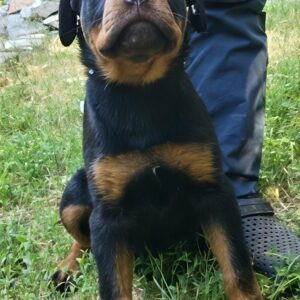 Mystique Rottweiler Mystique Rottweiler