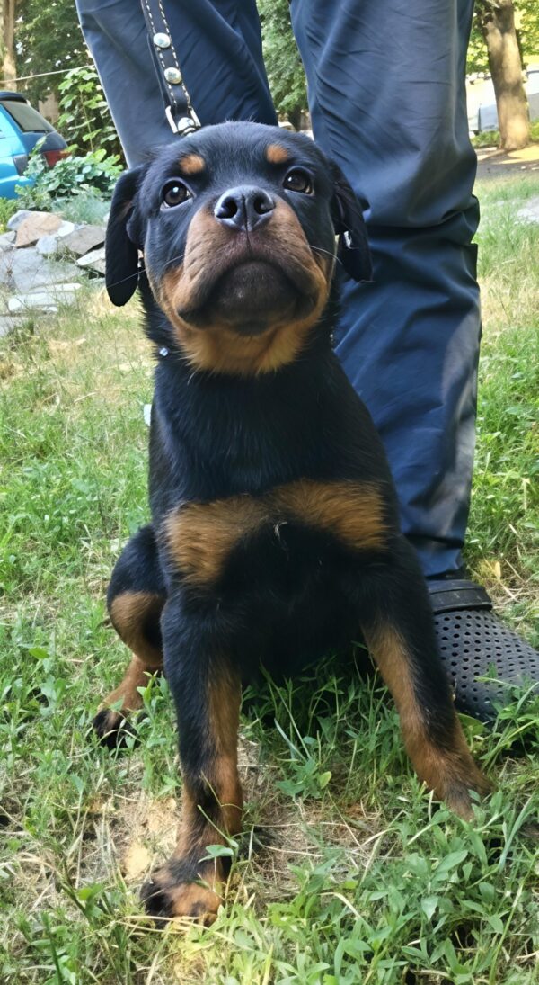 Mystique Rottweiler Mystique Rottweiler