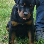 Mystique-female-Rottweiler-puppy-for-sale-2