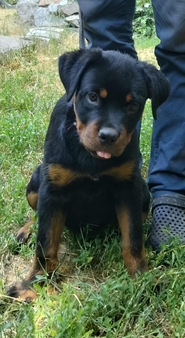 Mystique Rottweiler Mystique Rottweiler