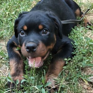 Mystique Rottweiler Mystique Rottweiler