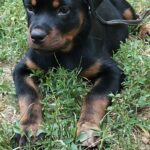 Mystique-female-Rottweiler-puppy-for-sale-4