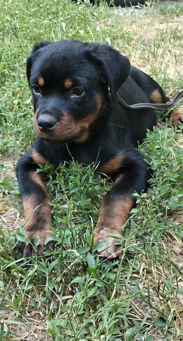 Mystique Rottweiler Mystique Rottweiler