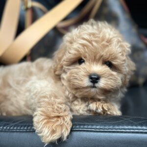 Neck Maltipoo Neck Maltipoo