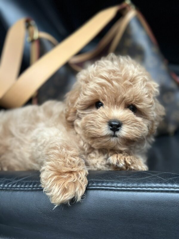 Neck Maltipoo Neck Maltipoo