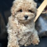Neck-male-maltipoo-puppy-for-sale-1 (2)