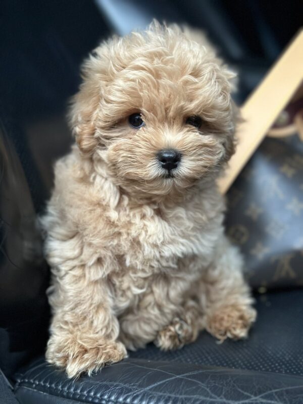 Neck Maltipoo Neck Maltipoo