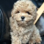 Neck-male-maltipoo-puppy-for-sale-1 (3)