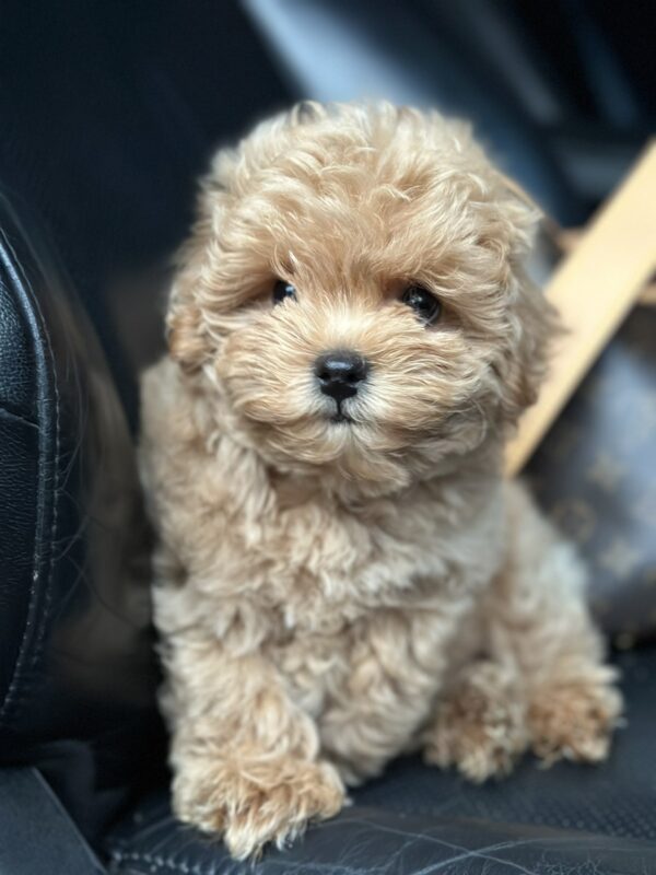 Neck Maltipoo Neck Maltipoo