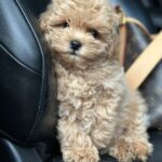 Neck-male-maltipoo-puppy-for-sale-1 (4)