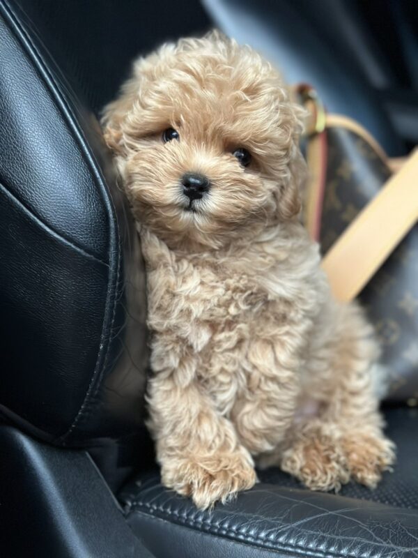 Neck Maltipoo Neck Maltipoo