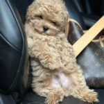 Neck-male-maltipoo-puppy-for-sale-1 (5)