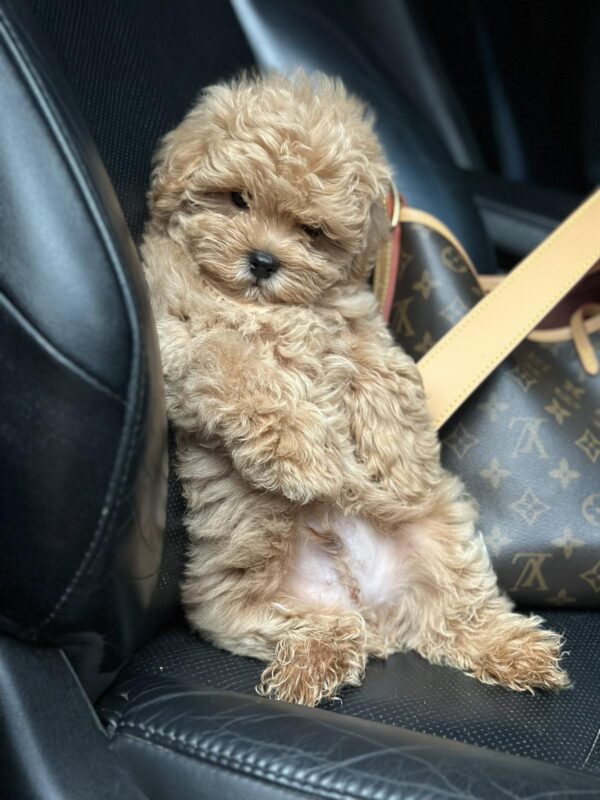 Neck Maltipoo Neck Maltipoo