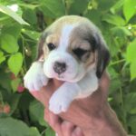 Nells-male-Beagle-puppy-for-sale-1