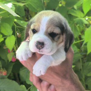 Nells Beagle Nells Beagle