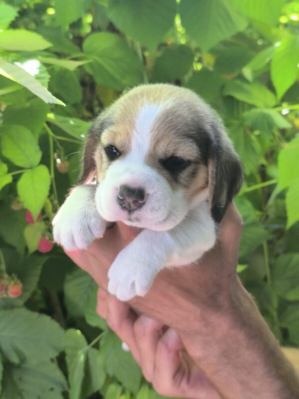 Nells Beagle Nells Beagle