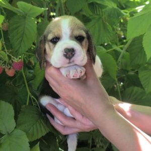 Nells Beagle Nells Beagle