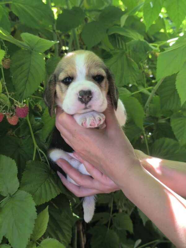 Nells Beagle Nells Beagle