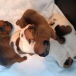 New-litter-french-bulldog-puppy-for-sale- (1)
