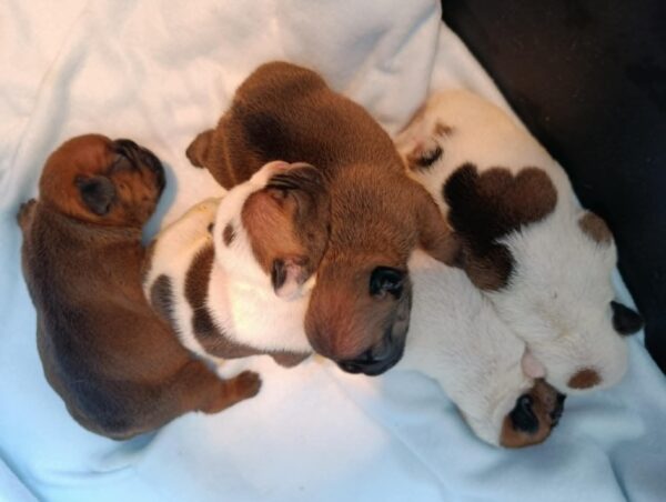 New Litter French Bulldog New Litter French Bulldog