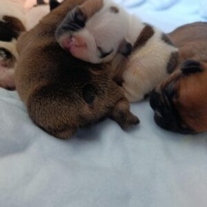 New Litter French Bulldog New Litter French Bulldog