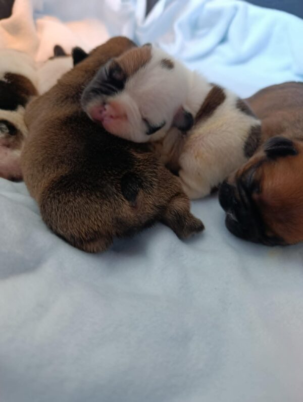 New Litter French Bulldog New Litter French Bulldog