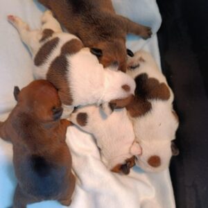 New Litter French Bulldog New Litter French Bulldog
