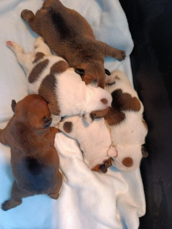 New Litter French Bulldog New Litter French Bulldog