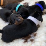 New-litter-miniature-dachshund-puppy-for-sale- (1)